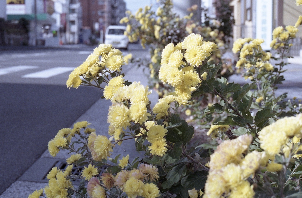 「街角」 (film)