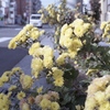 「街角」 (film)
