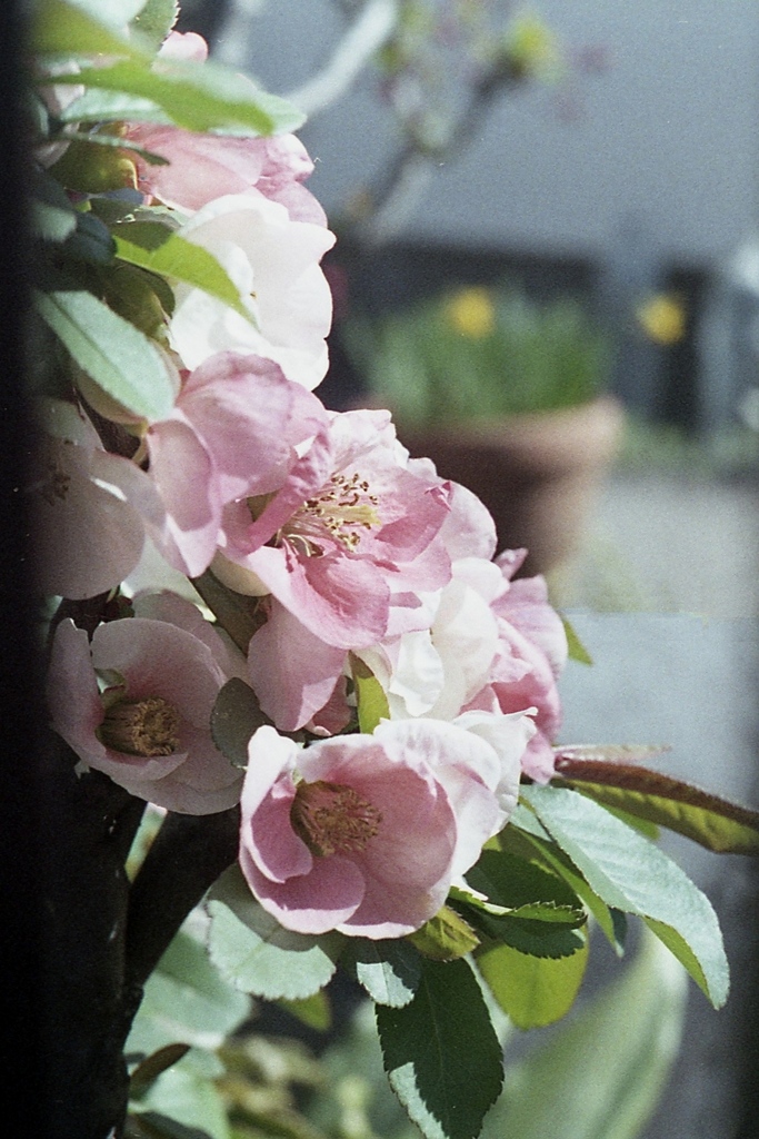 「3/14 散歩写真」 (film)