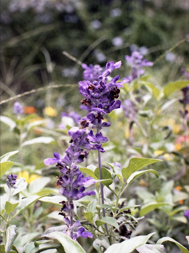 「Salvia」 (film)