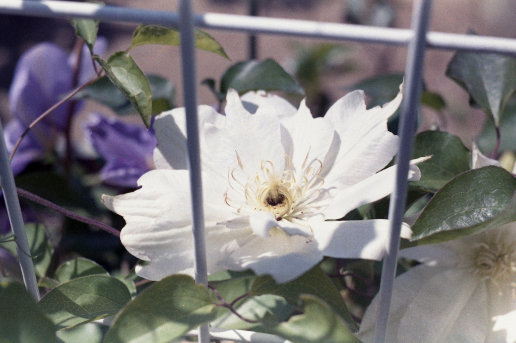 「街角flower」 (film)