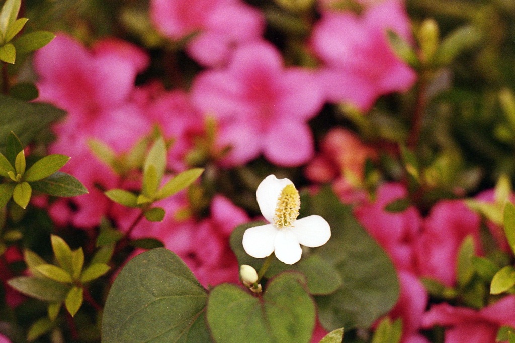 「街角flower」 (film)