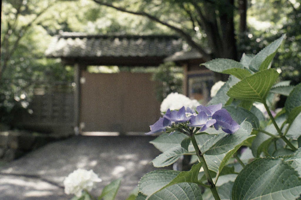 「紫陽花＠久良木能舞台門」 (film)