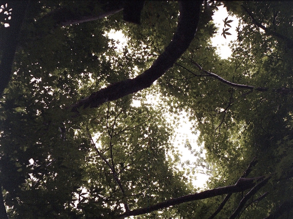 「かえで道」 (film)