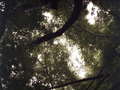 「かえで道」 (film)