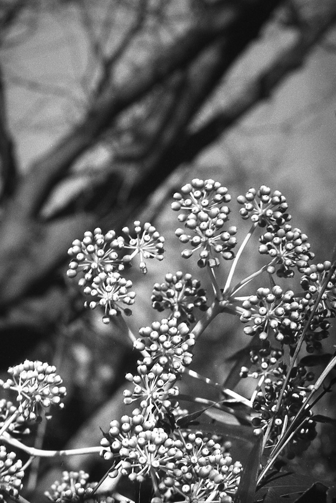 「ヤツデ」 (film)