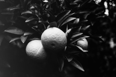 「はっさく」 (Fuji Microfilm HR20)