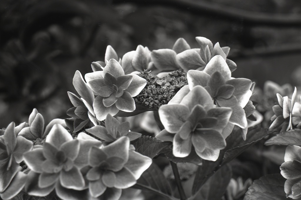 「紫陽花 monochrome」 (film:HR20)