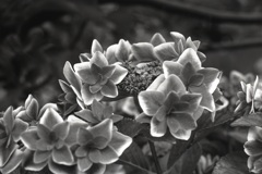 「紫陽花 monochrome」 (film:HR20)