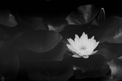 「monochrome flower」 (film)