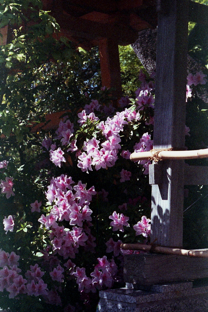 「盛り」 (film)