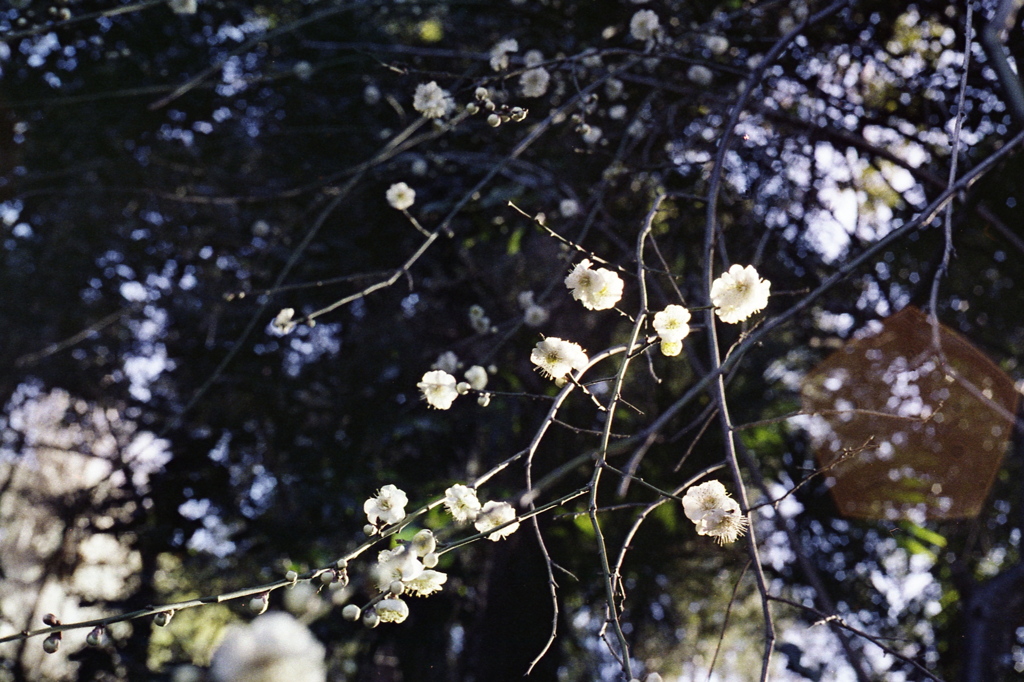 「白梅」 (film)