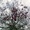 「紅梅」 (film)
