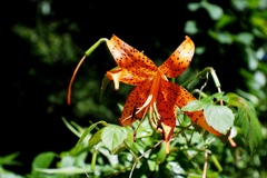 「Tiger Lily」