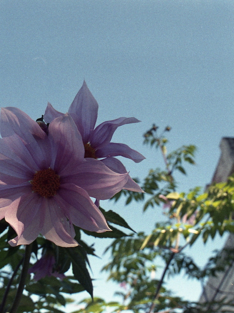 「道ばたphoto」 (film)