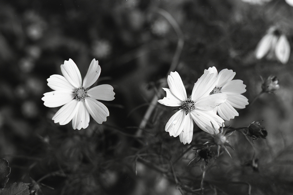 「街角flower」 (film:HR20)