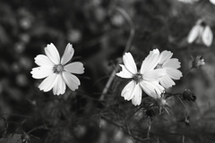 「街角flower」 (film:HR20)
