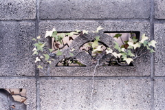 「ブロック塀」 (film)