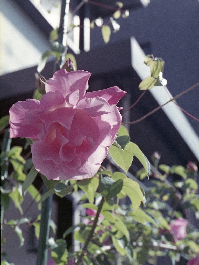 「街角flower」 (film)