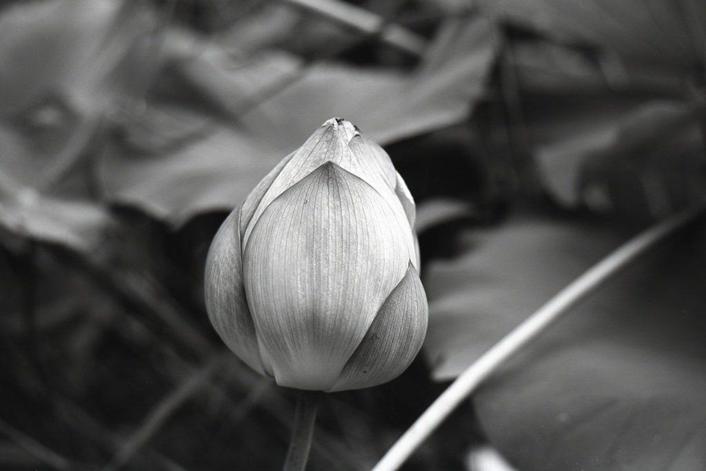 「花 monochrome」 (film:HR20)
