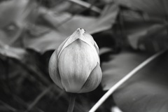 「花 monochrome」 (film:HR20)