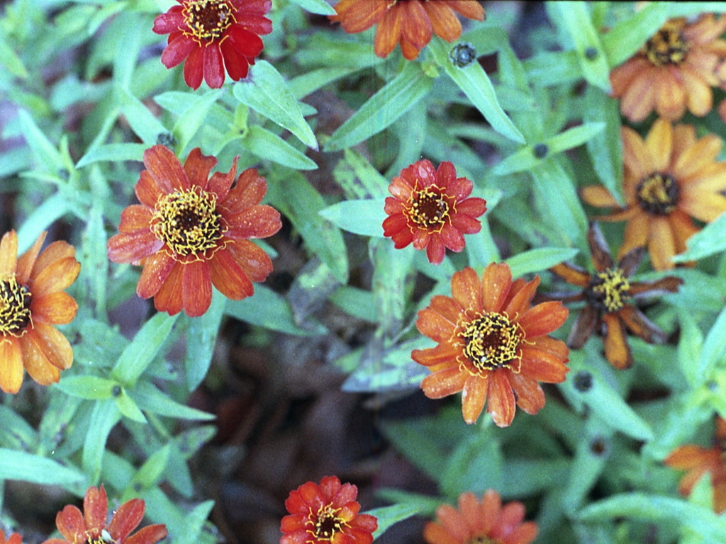 「街角flower」 (film)