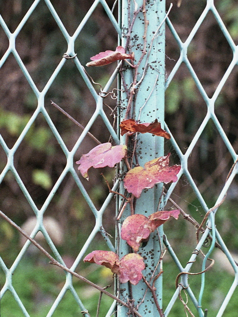 「秋 Leaves」 (film)