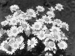 「Daisy Flower」 (film)