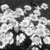 「Daisy Flower」 (film)
