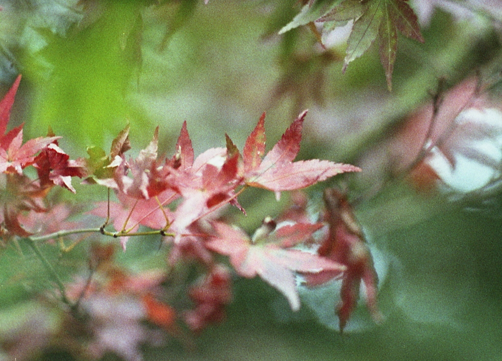 「Autumn Leaves」 (film)