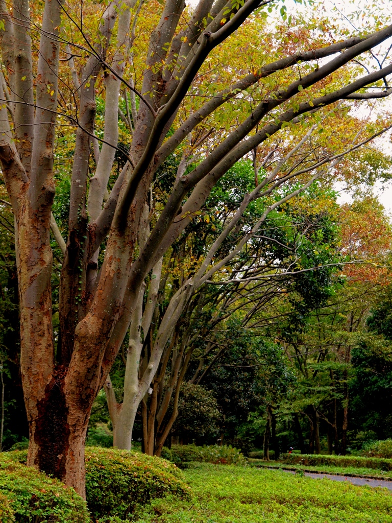 「横浜 久良木公園01」