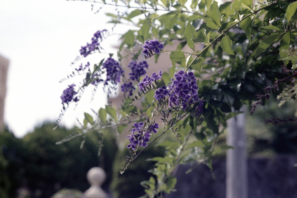 「7/18 散歩写真」 (film)