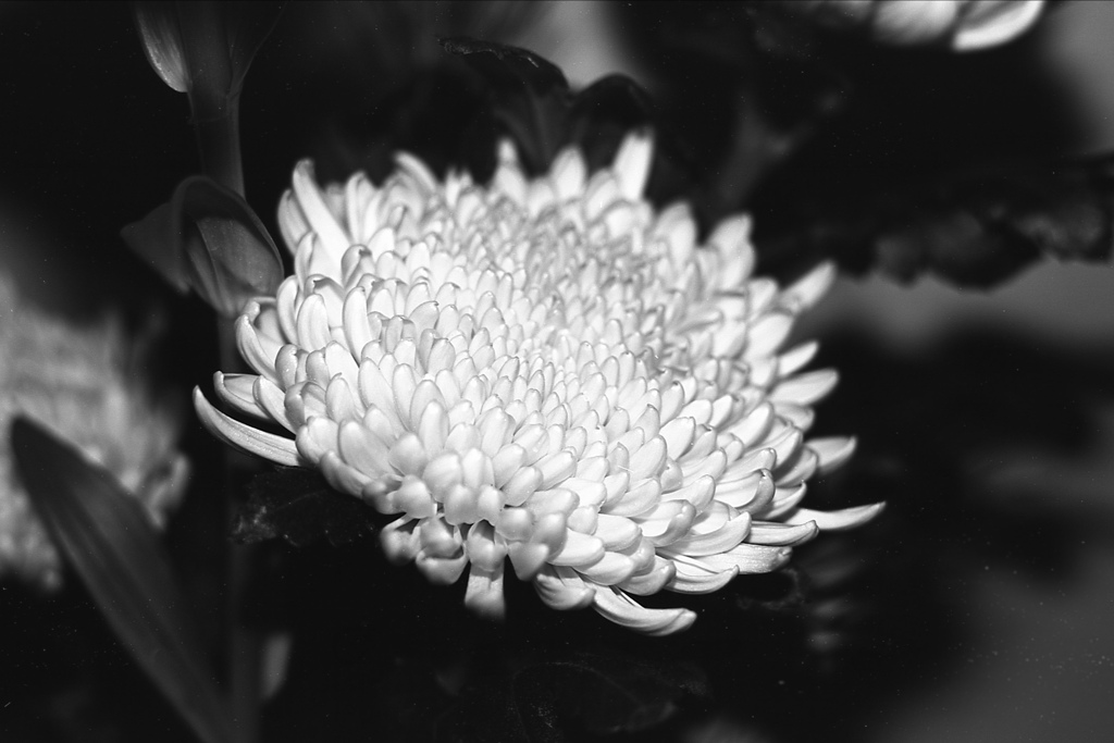 「菊」 (Fuji Microfilm HR20)