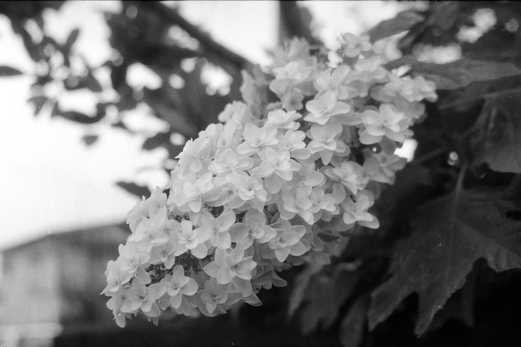 「街角flower」 (film)