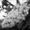 「街角flower」 (film)