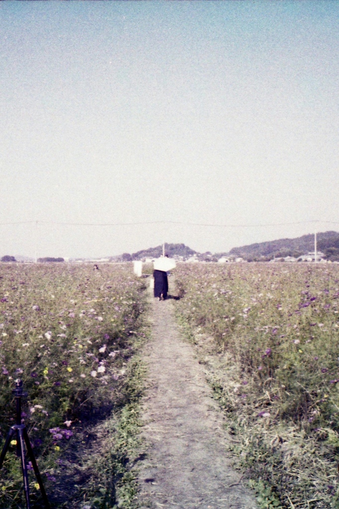 「秋桜」 (film)