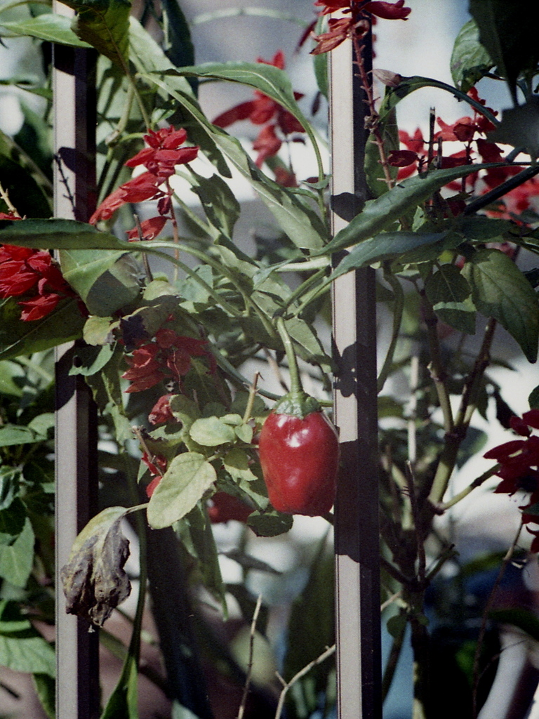 「赤い実」 (film)
