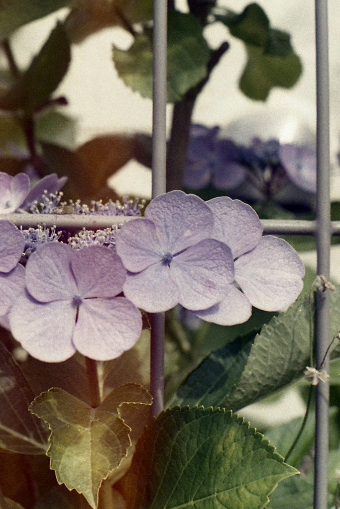 「紫陽花」 (film)