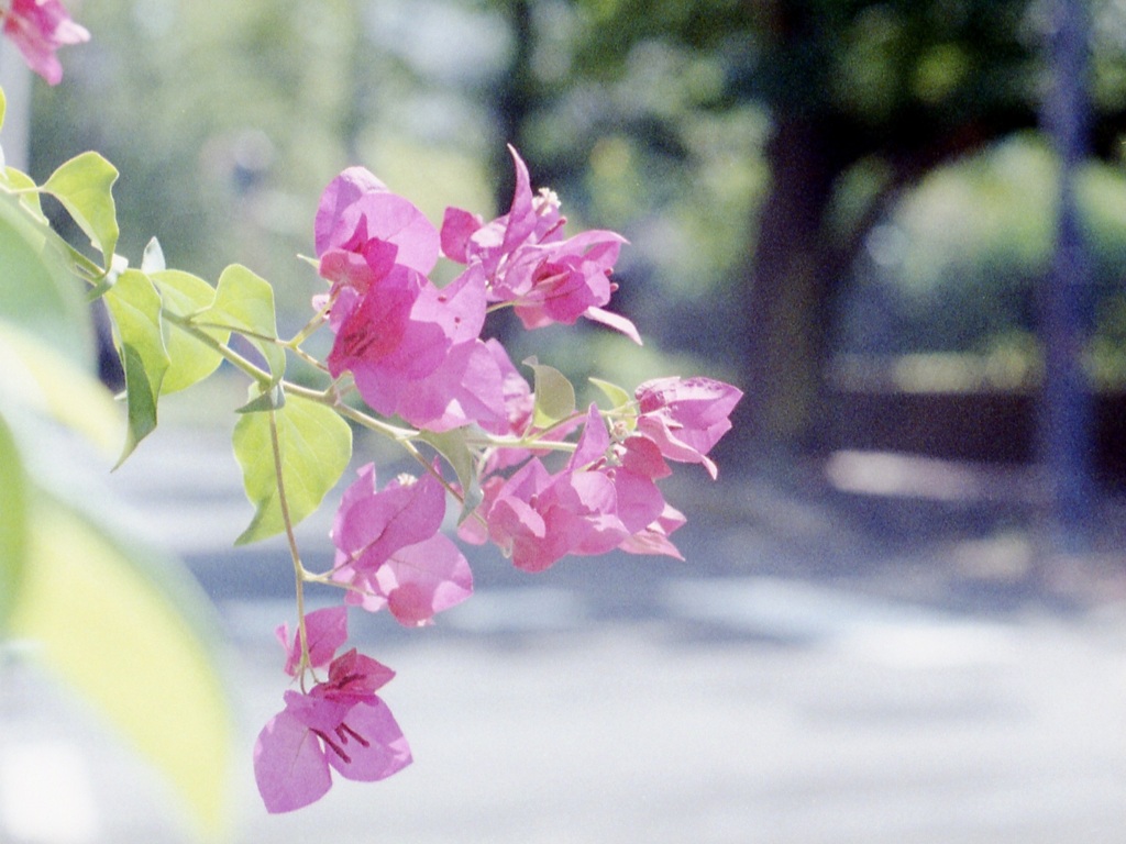 「8/19 ご近所フォト」 (film)