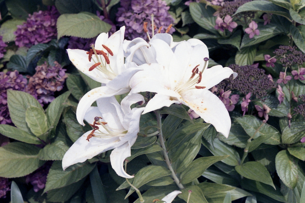 「7/18 散歩写真」 (film)
