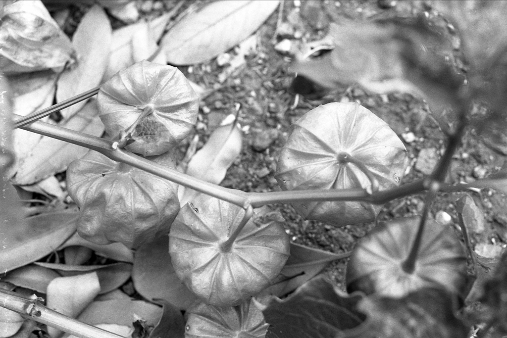 「鬼灯」 (film)