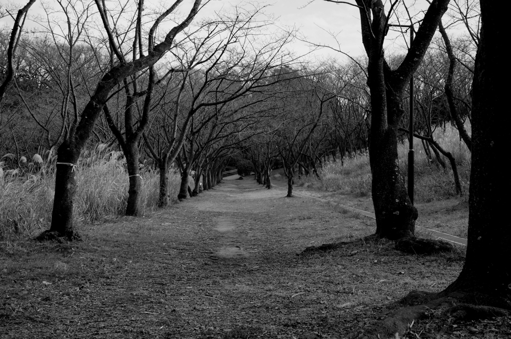 「冬公園歩き01」