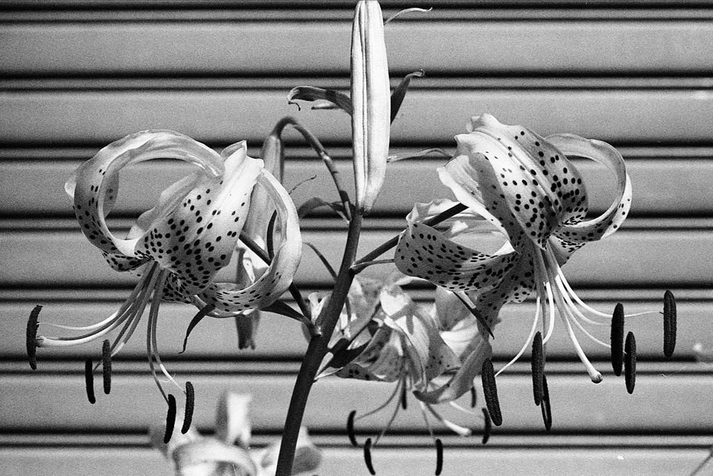 「Tiger Lily」 (film)