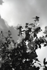 「梅雨空」 (film:HR20)