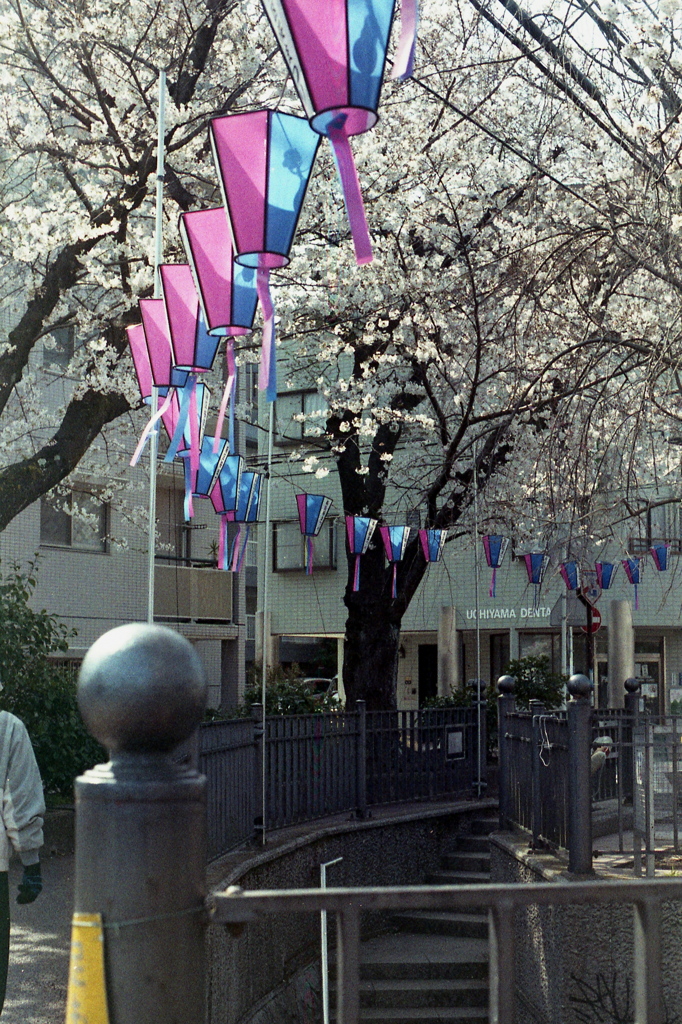 「桜メモリー」 (film)