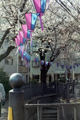 「桜メモリー」 (film)