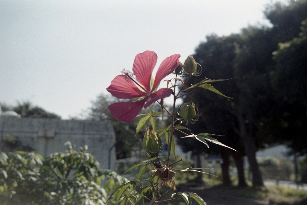 「街角flower」 (film)