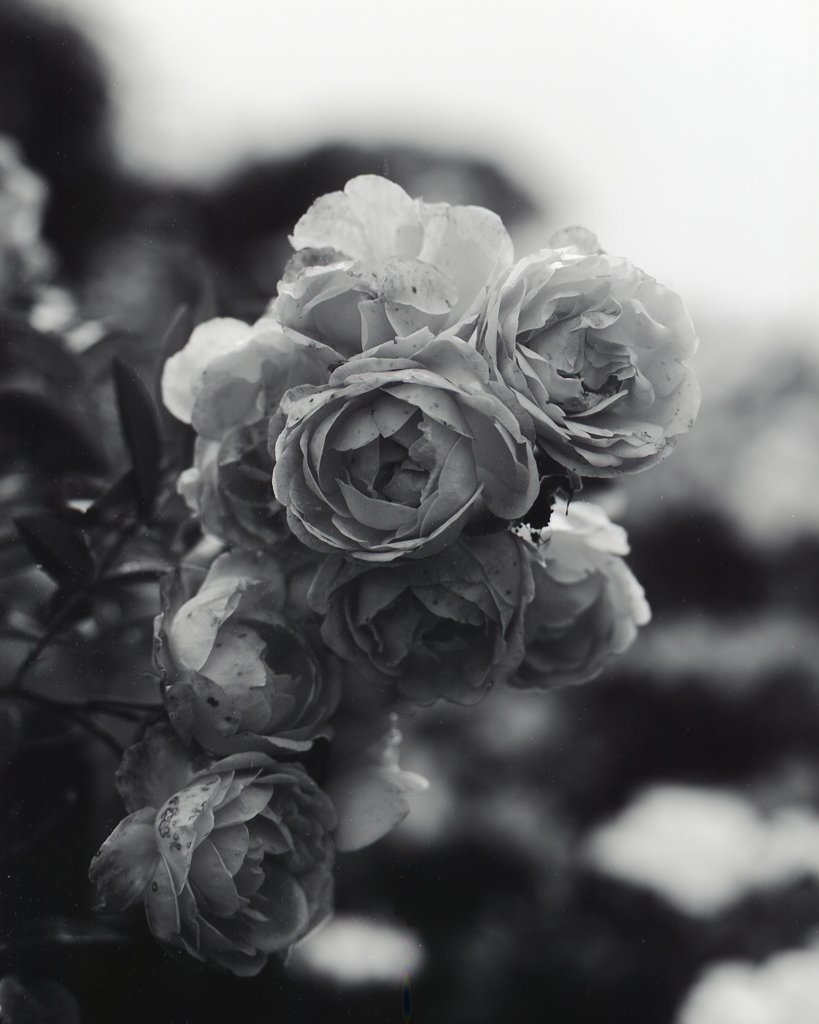 「薔薇園」 (film:HR20)