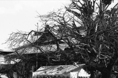 「天神さま」 (Fuji Microfilm HR20)