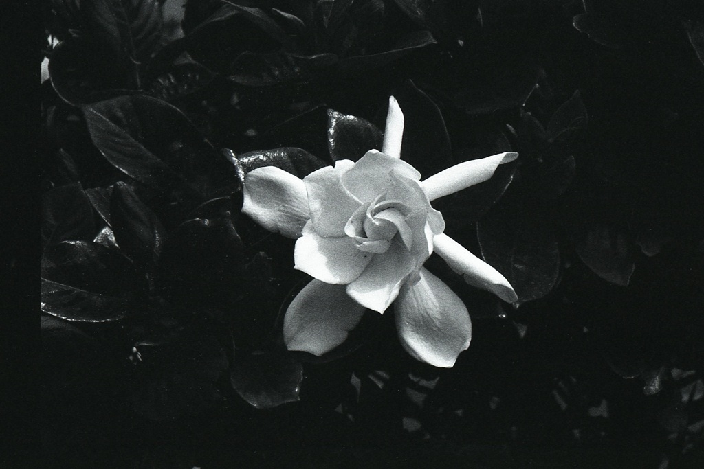 「街角flower」 (film)